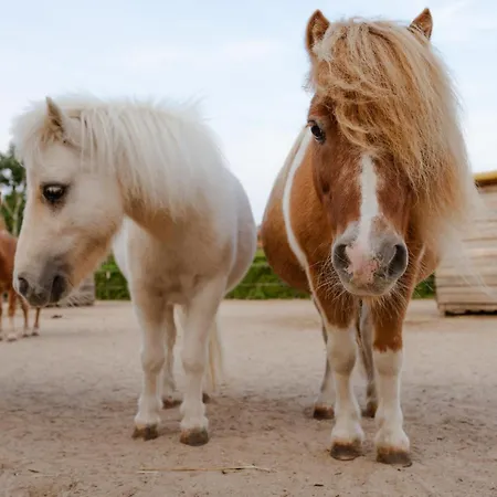 Inselhaus Og * Staberdorf