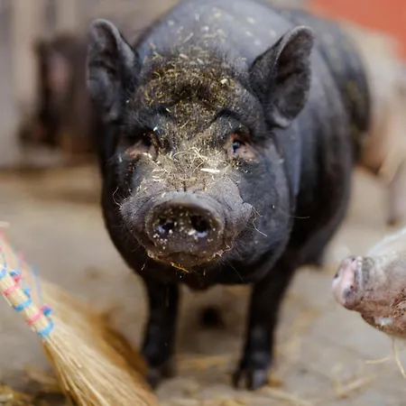 Διαμέρισμα Inselhaus Og Staberdorf