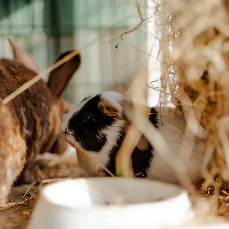 Inselhaus Og * Staberdorf