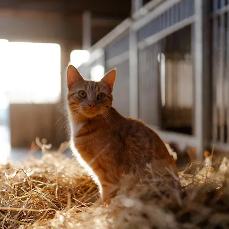 Inselhaus Og Staberdorf